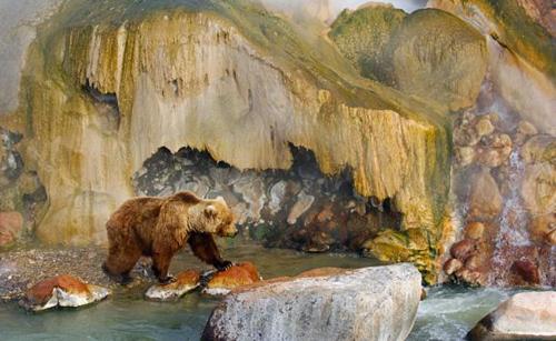 Niedźwiedzie z Kamczatki folder zachomikowany od grizzly-57 - tumblr_ljyjmfva8z1qgw2hu.jpg