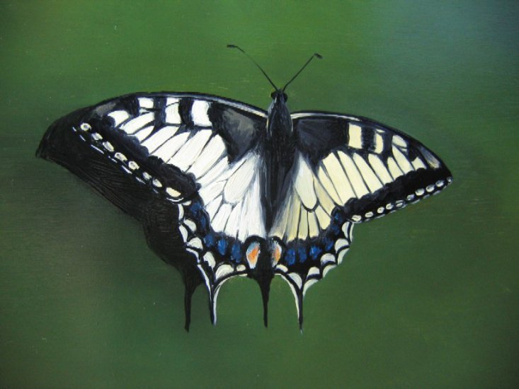 motyle - paź królowej.jpg