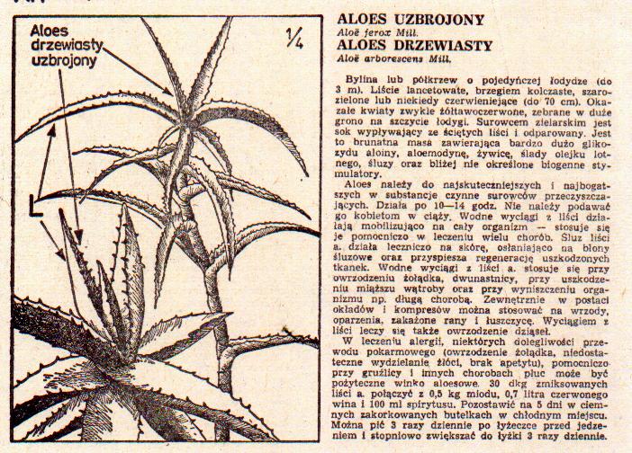 ZIOŁOLECZNICTWO1 - Aloes uzbrojony1.JPG