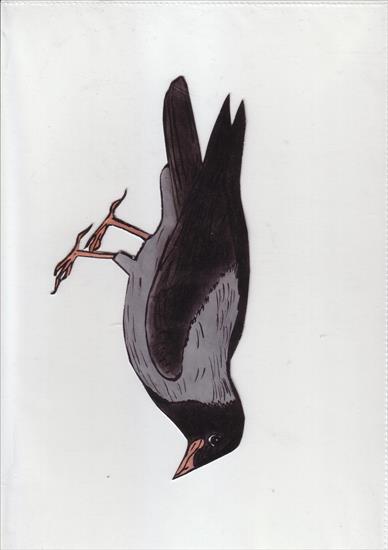 Ptaki1 - wrona.JPG
