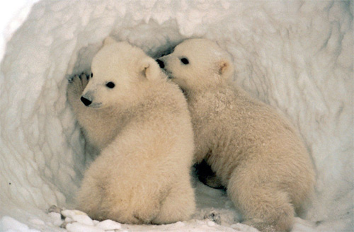  RATUJMY NIEDŹWIEDZIE POLARNE - polar-bear-cub-twins.jpg