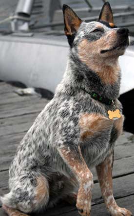 RASY PSOW - Australijski pies pasterski d.jpg