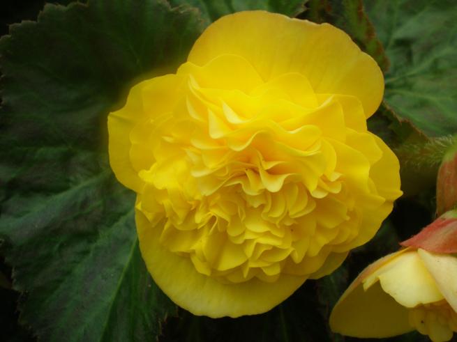 begonie - begonia.jpg