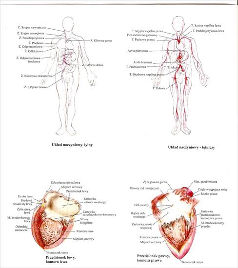 Anatomia - skanuj0020.jpg