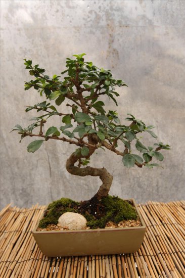 Drzewka Bonsai - 3bonsai312.jpg