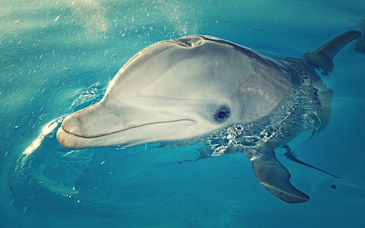 delfiny - delfin.jpg