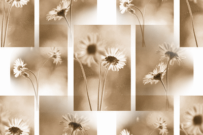 Tła kwiatowe - white-lovely-flower-collage.gif