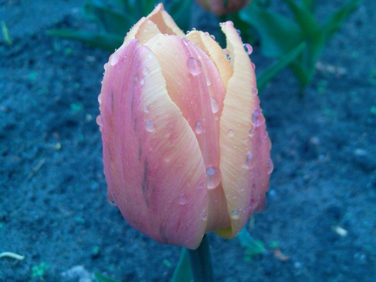 Tulipany-2014 - Zdjęcia-0049.jpg