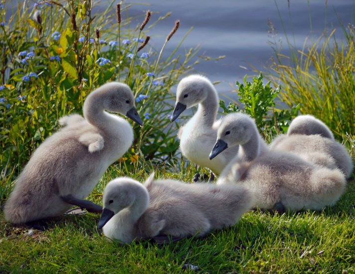 ZWIERZĘTA - swans_ducks_grass_flock_family_59906_2048x1581.jpg