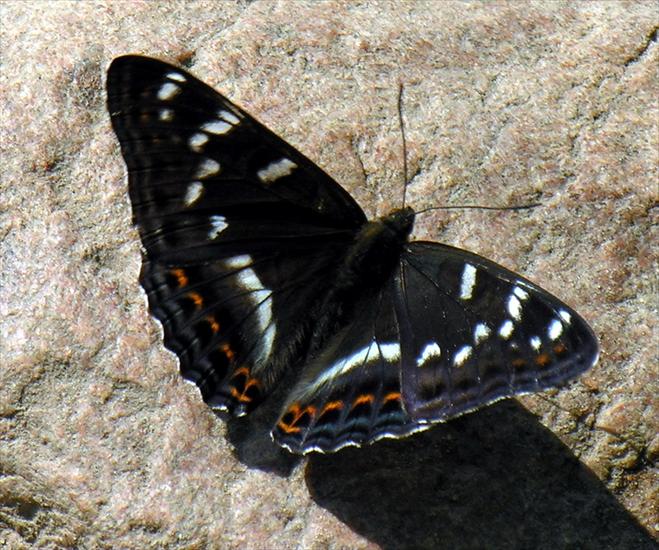 motyle - pokłonnik osinowiec samiec.jpg