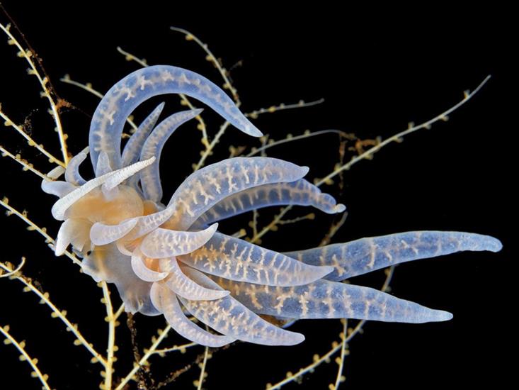 ALBUM NATIONAL GEOGRAPHIC - colorless-nudibranch-1162587-080809_3626_990x742.jpg