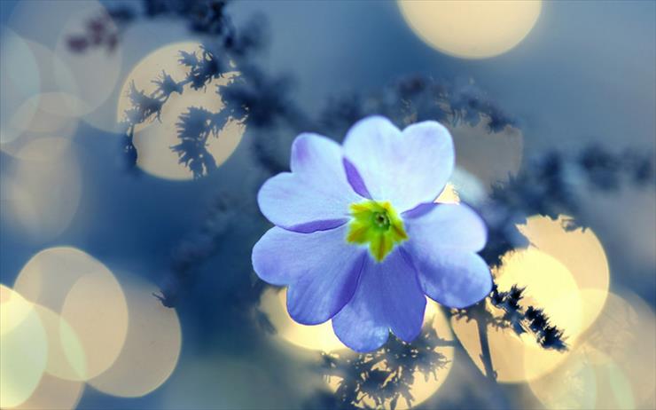 NIEBIESKI - romantyczny-niebieski-kwiatuszek.jpg