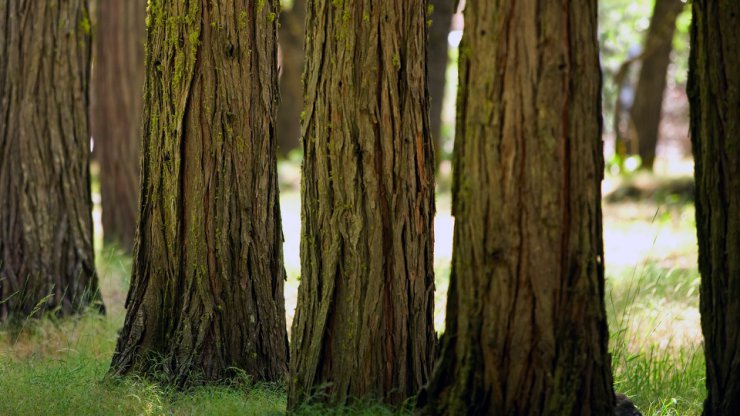 landscape P01 - 01371_yosemitewoods_1920x1080.jpg