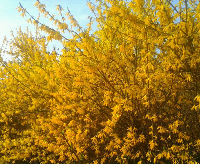 Kwiaty - żółte liście Wojtek.jpg