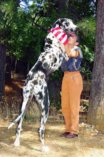 pieski - gibson-worlds-tallest-dog-1-lg.jpg
