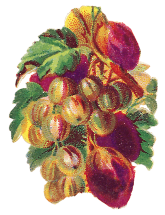   Fruits and Flowers ze starych pocztówek - 236.TIF