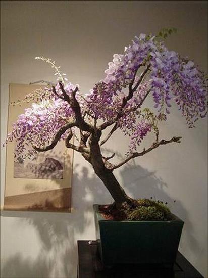 drzewka bonsai - 52.jpg