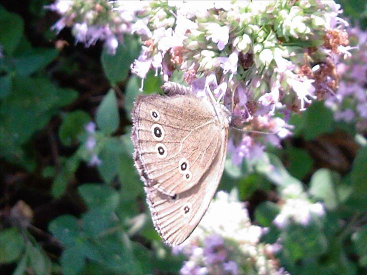 Motyle na kwiatach - Zdjęcia-0002.jpg